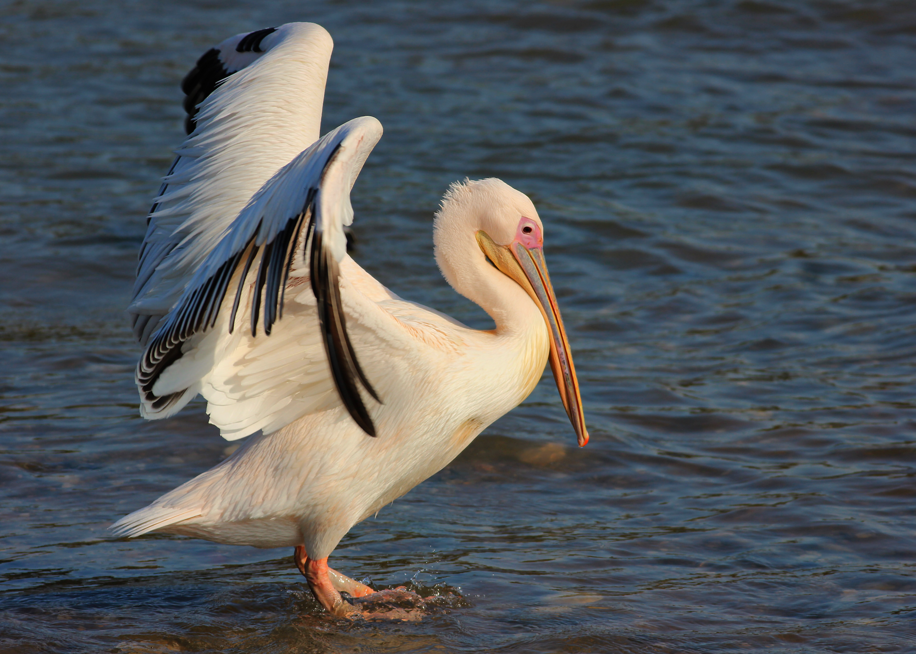 Great White Pelican